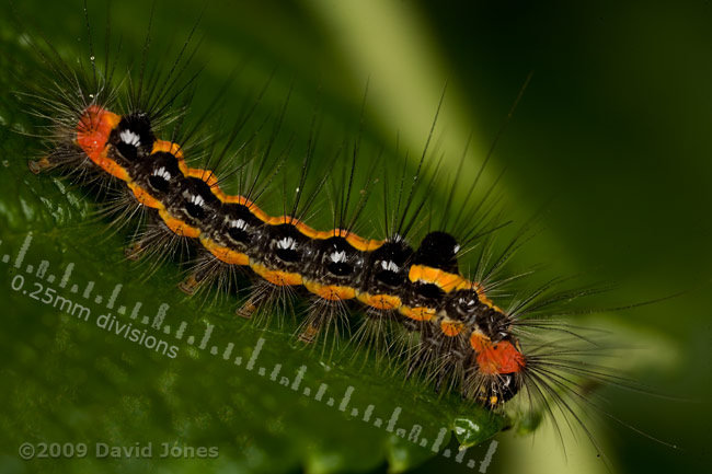 Caterpillar of the Dark Dagger moth (Acronicta tridens), feeding on rose leaf - 2