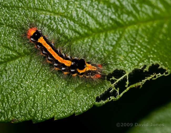 Caterpillar of the Dark Dagger moth (Acronicta tridens), feeding on rose leaf - 1