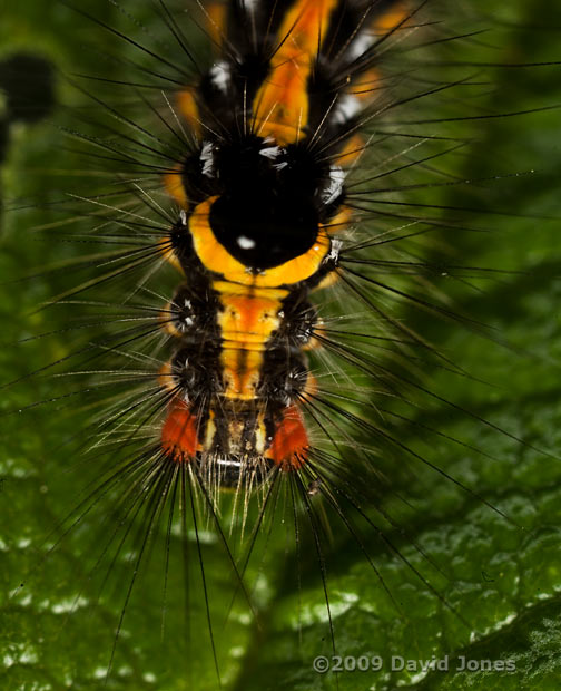 Caterpillar of the Dark Dagger moth (Acronicta tridens) - close-up of front four segments