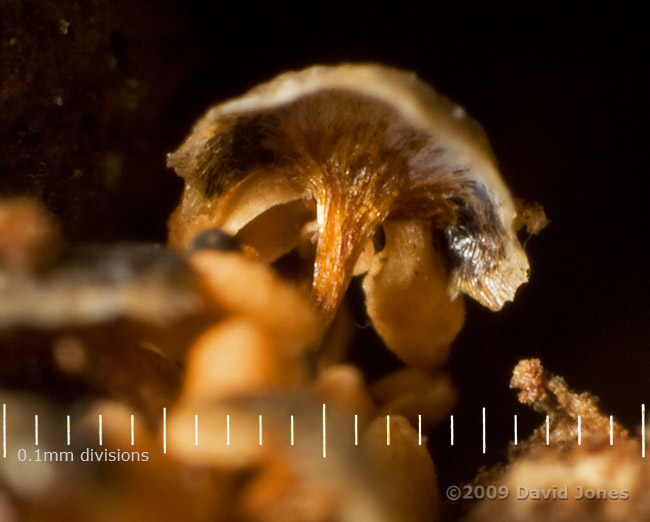 Close-up of Fungal fruiting body on Oak bark