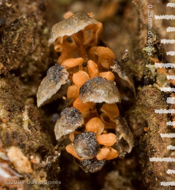 Fungal fruiting bodies on Oak bark - 1