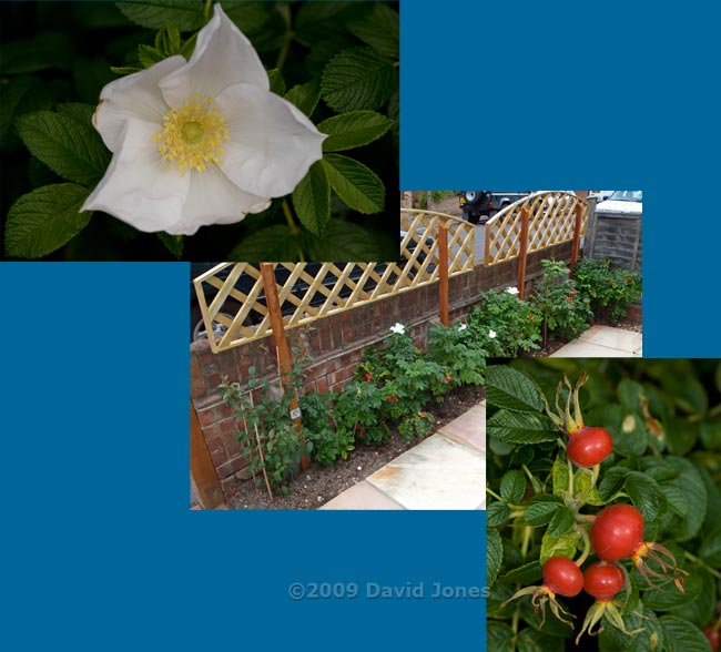 Rosa rugosa plants at the front of our house