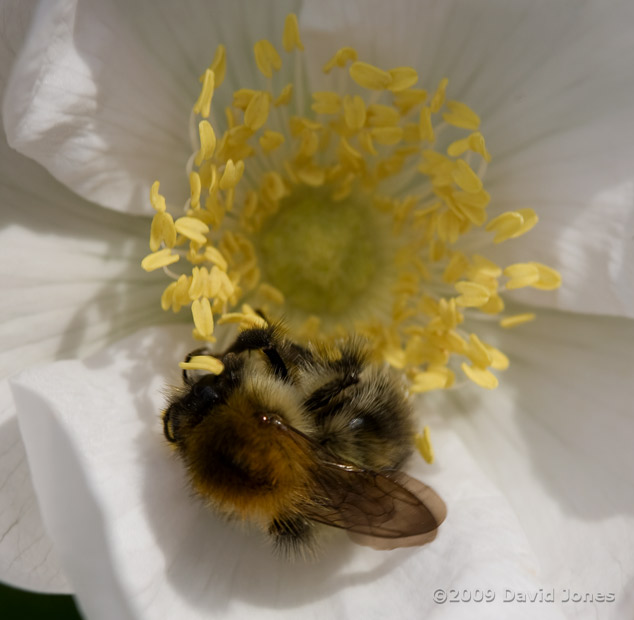 A Carder bumblebee at a flower of Rosa rugosa