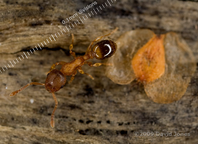 Ant ( Temnothorax nylanderi) on Oak log - 1