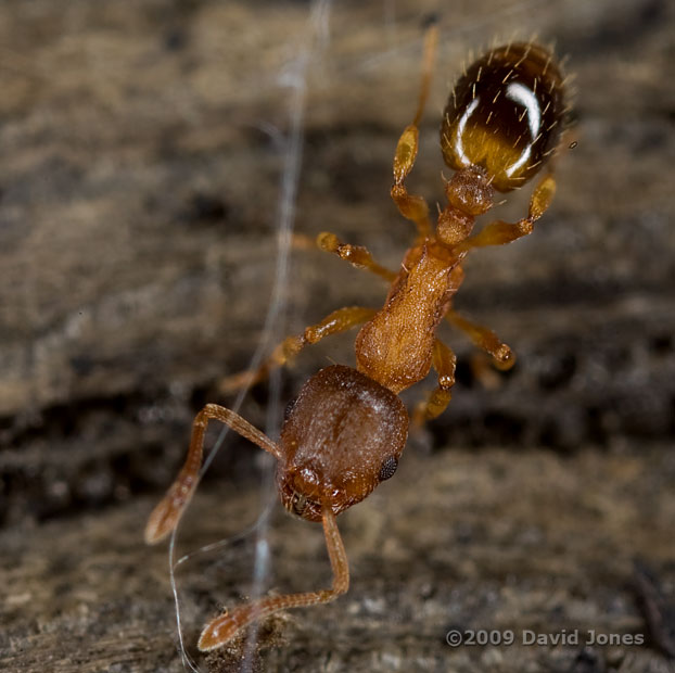 Ant ( Temnothorax nylanderi) on Oak log - 2