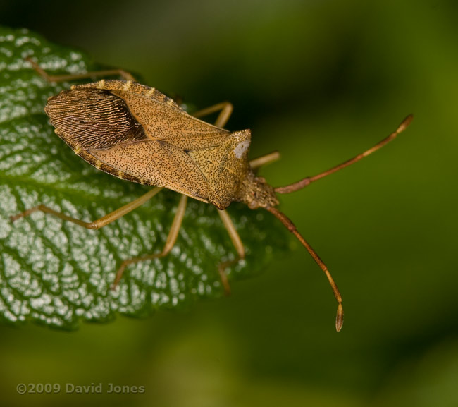 Box Bug (Gonocerus acuteangulatus) on Rose leaf - 2