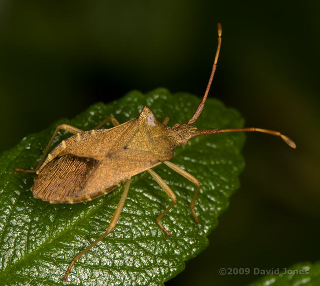 Box Bug (Gonocerus acuteangulatus) on Rose leaf - 1