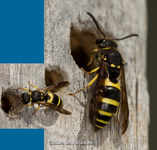 Solitary wasp (possibly Gorytes quadrifasciatus)