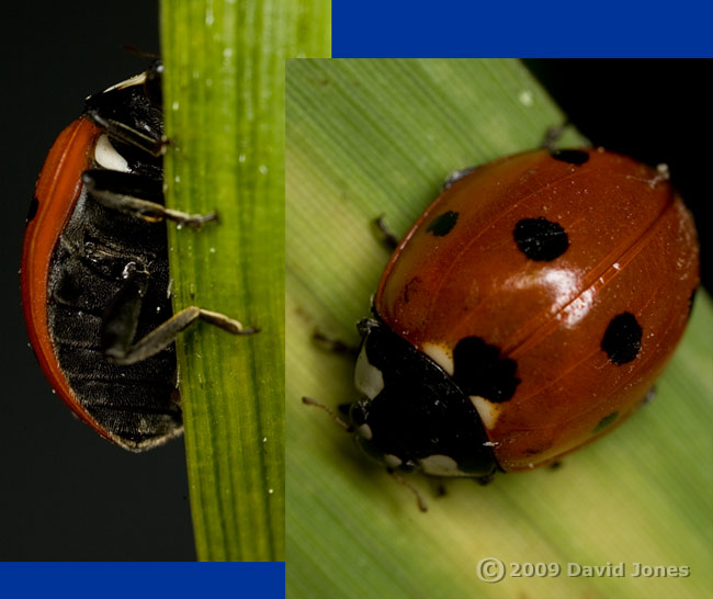 Seven-spot Ladybird on bamboo