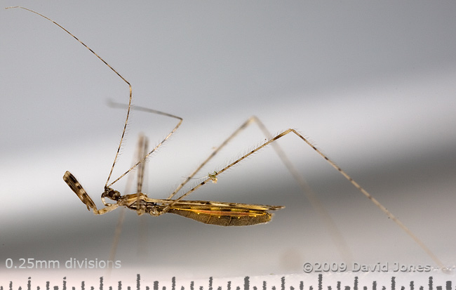 Assassin Bug  (Empicoris vagabundus), shaken out of Berberis bush