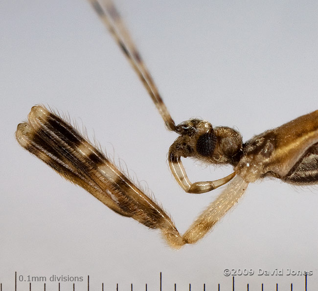 Assassin Bug  (Empicoris vagabundus) - close-up of raptorial legs and rostrum