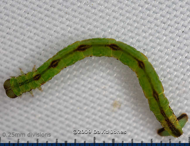 A looper caterpillar, shaken out of Berberis - 2
