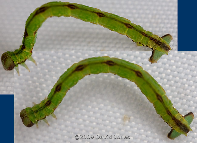 A looper caterpillar, shaken out of Berberis - 1
