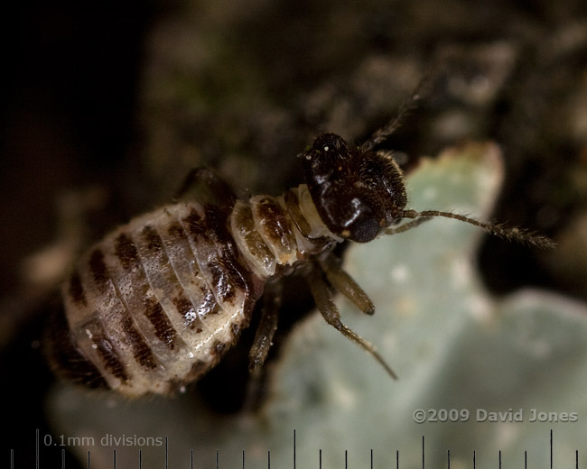 Barkfly (Pseudopsocus rostocki) on Oak log - 1