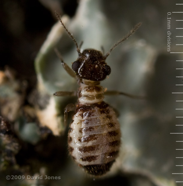 Barkfly (Pseudopsocus rostocki) on Oak log - 2