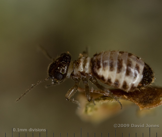 Barkfly (Pseudopsocus rostocki) on Oak log - 3