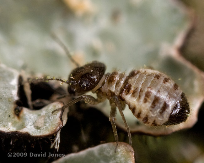 Barkfly (Pseudopsocus rostocki) on Oak log - 5