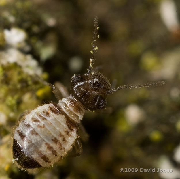 Barkfly (Pseudopsocus rostocki) on Oak log - 6