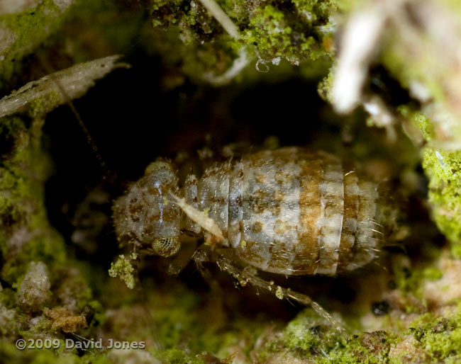 Barkfly (Cerobasis questfalica) on Oak log - 1