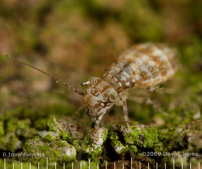 Barkfly (Cerobasis questfalica) on Oak log - 3