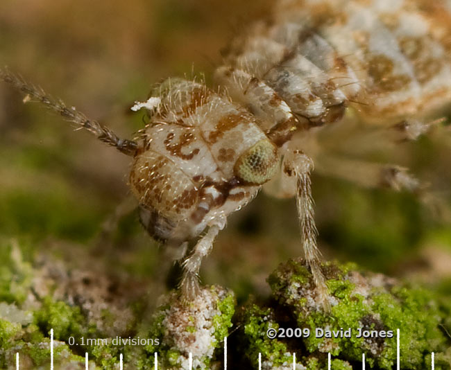 Barkfly (Cerobasis questfalica) on Oak log - close-up of head