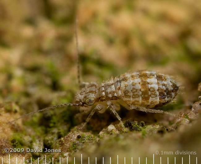 Barkfly (Cerobasis questfalica) on Oak log - 2