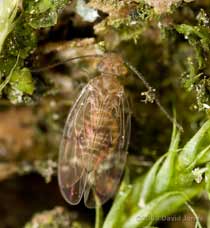 Barkfly (Ectopsocus briggsi) on Oak log