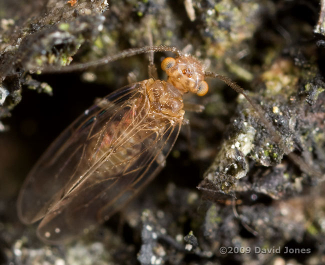 Barkfly (Ectopsocus briggsi) on Oak log - 2