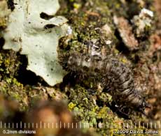 Beetle larva (unidentified) on Oak log