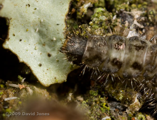 Beetle larva (unidentified) on Oak log - feeding on lichen - 1