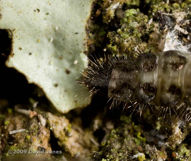 Beetle larva (unidentified) on Oak log - feeding on lichen - 2