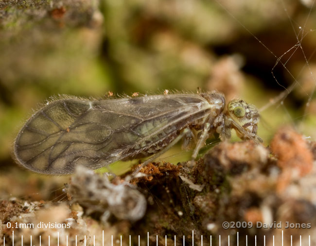 Barkfly (Philotarsus parviceps) on Oak log