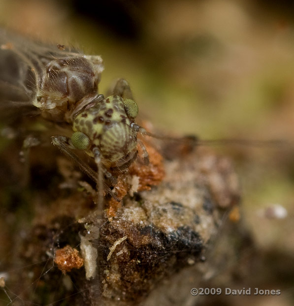 Barkfly (Philotarsus parviceps) on Oak log - feeding - 1
