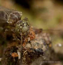Barkfly (Philotarsus parviceps) on Oak log - feeding