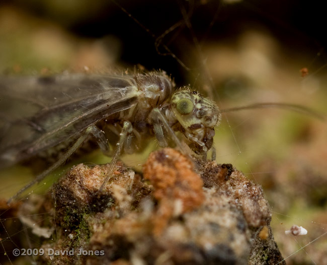 Barkfly (Philotarsus parviceps) on Oak log - feeding - 2