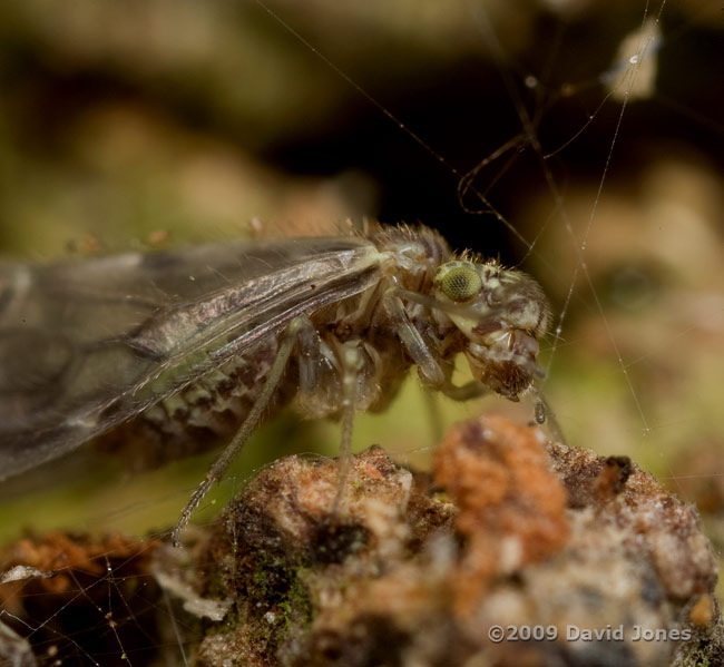 Barkfly (Philotarsus parviceps) on Oak log - cleaning mouth parts
