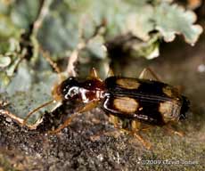 Beetle (unidentified) on Oak log