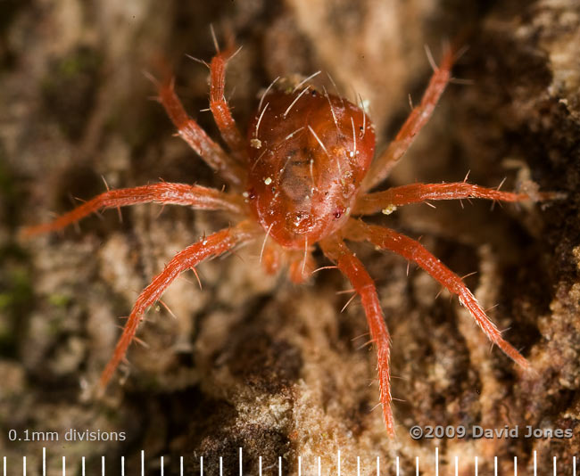 Red mite (unidentified) on Oak log