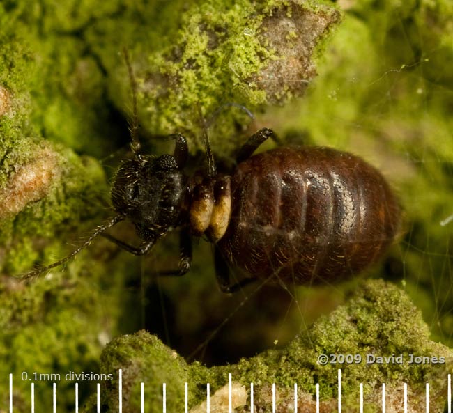 Barkfly (Reuterella helvimacula) under silk, on Oak log