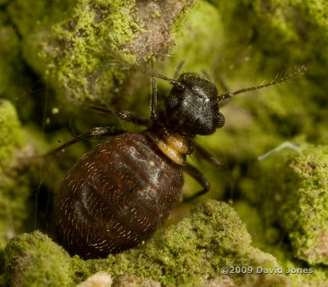 Barkfly (Reuterella helvimacula) under silk, on Oak log - 2