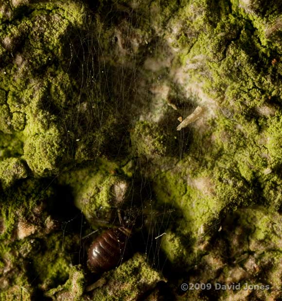 Barkfly (Reuterella helvimacula) under silk, on Oak log - 3