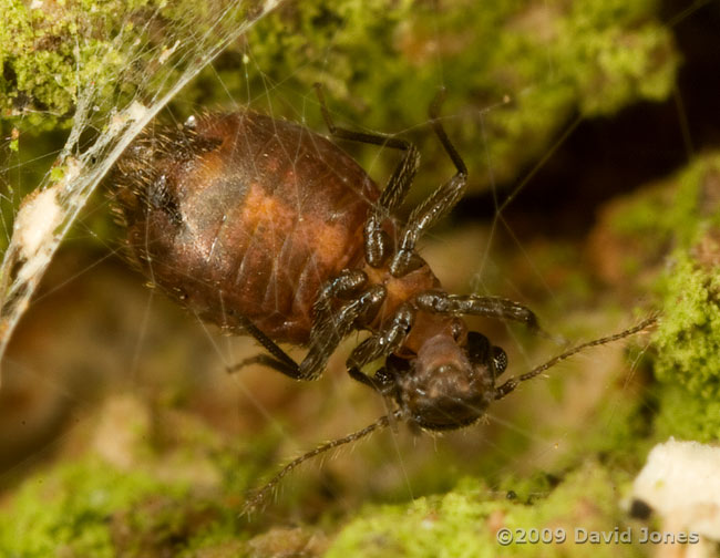 Barkfly (Reuterella helvimacula) working on its silk canopy on Oak log - ventral view