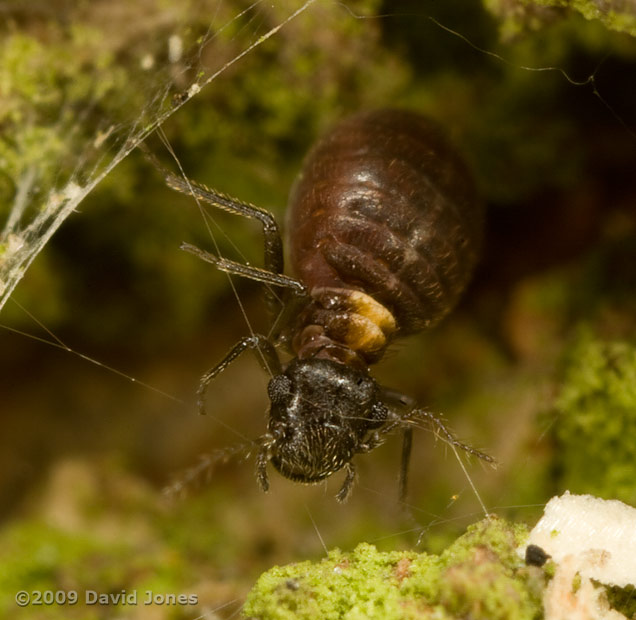 Barkfly (Reuterella helvimacula) working on its silk canopy on Oak log