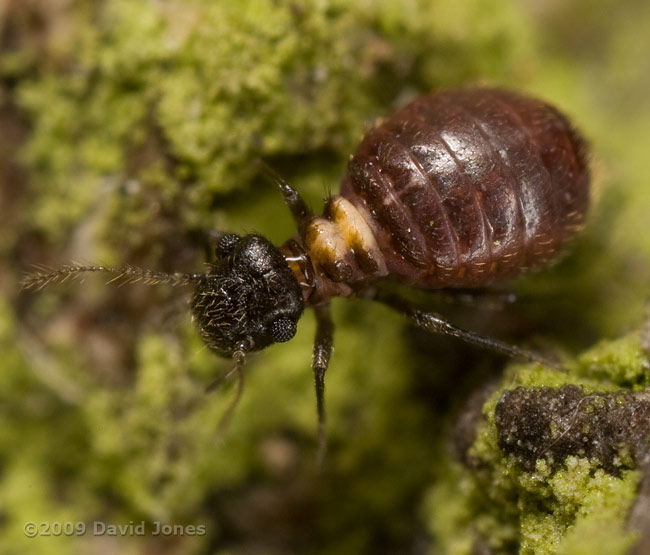 Barkfly (Reuterella helvimacula) on Oak log