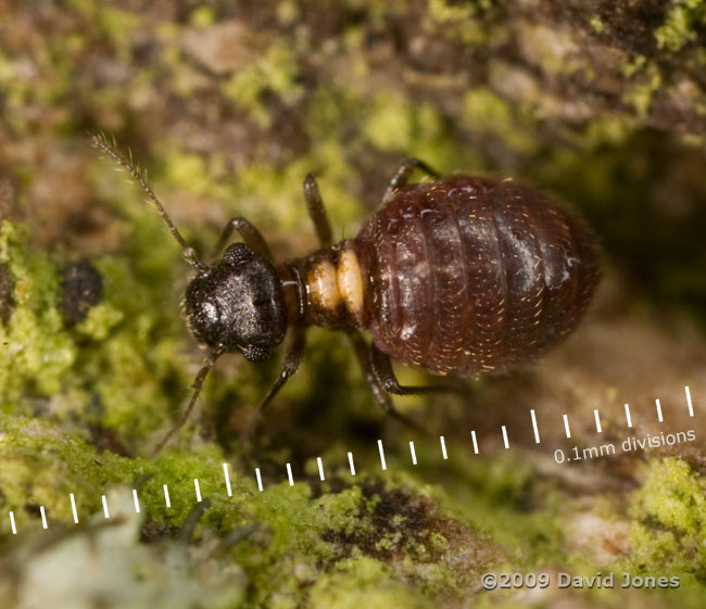 Barkfly (Reuterella helvimacula) walking on Oak log