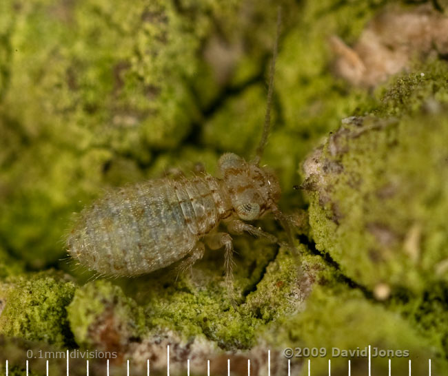 Barkfly nymph (Cerobasis questfalica) feeds on algae on Oak bark