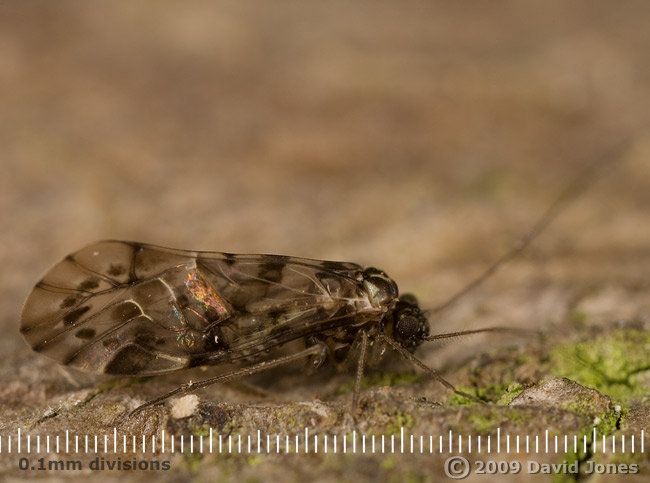 Barkfly (Trichadenotecnum sexpunctatum) on Oak bark - 1