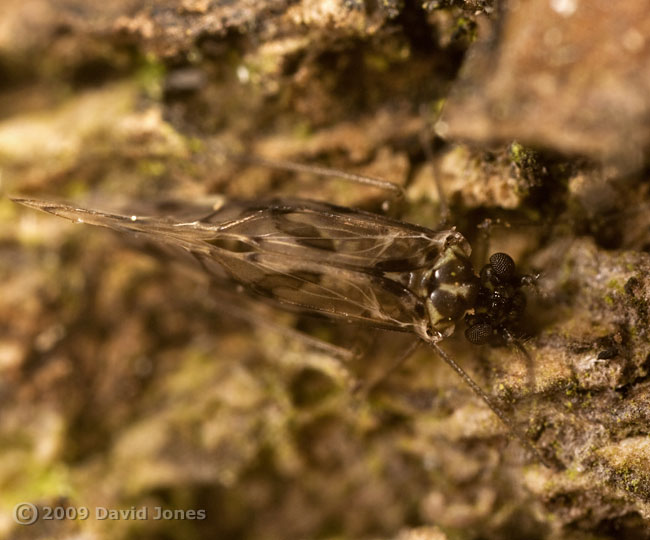 Barkfly (Trichadenotecnum sexpunctatum) on Oak bark - 2