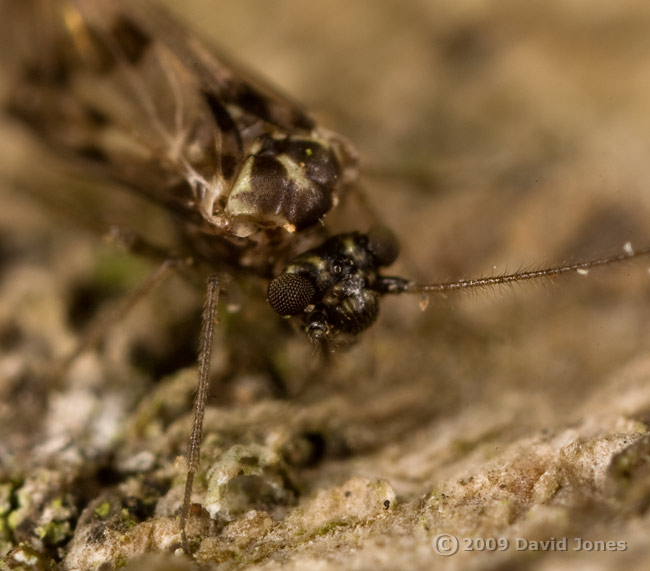 Barkfly (Trichadenotecnum sexpunctatum) on Oak bark - 3