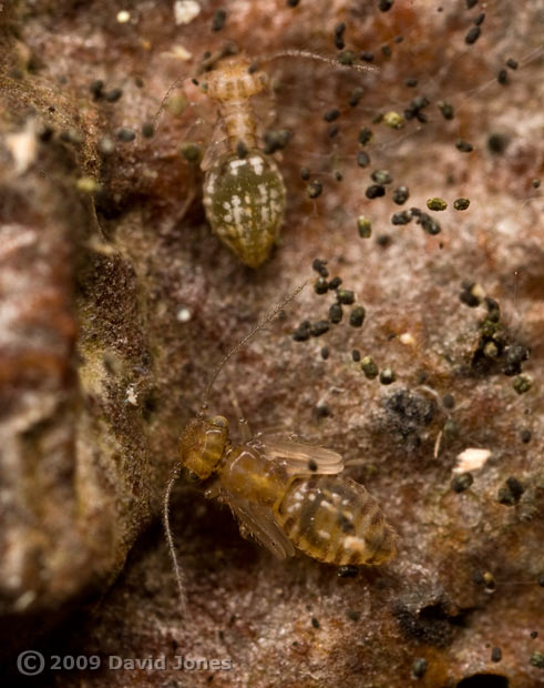 Barkfly nymphs on log from apple tree - 1